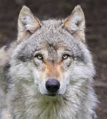 Avatar de @jesus_dominguez